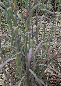 Andropogon gerardii 'Holy Smoke'